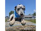 Adopt Wendy a Australian Cattle Dog / Blue Heeler, Feist