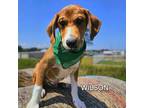 Adopt Wren a Australian Cattle Dog / Blue Heeler, Feist