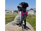 Adopt Wisteria a Australian Cattle Dog / Blue Heeler, Feist