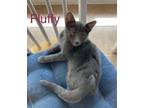Adopt Fluffy a Domestic Short Hair