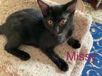 Adopt Missy a Domestic Short Hair