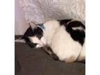 Adopt Cali a Domestic Short Hair