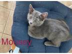 Adopt Mousey a Domestic Short Hair