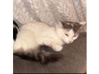 Adopt Belle a Domestic Short Hair
