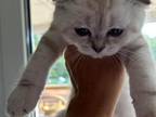 Scottish Fold