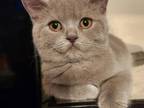 British Shorthair Litter