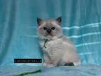 Periwinkle Blue Mitted Ragdoll Kitten