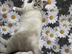 Kitten 2