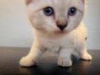 Kitten 3