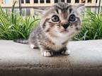 Kitten 4
