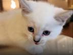 Kitten 5