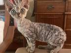 Devon Rex Rare Chocolate Spotted Tabby