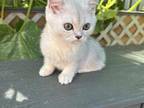 Scottish Straight Female Kitten