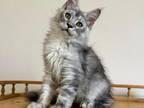 Maine Coon Kitten Salmon
