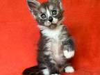 Maine Coon Kitten Kato