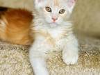 Maine Coon Kittens