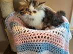 Gorgeous Persian Kitten