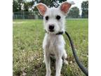 Adopt Blizzard a Jack Russell Terrier, Poodle