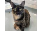 Adopt Solara a Domestic Short Hair