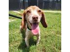Adopt Honey B a Beagle