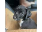 Adopt Pixel a Border Collie