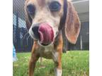 Adopt Bumble B a Beagle