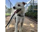 Adopt Flo a Terrier