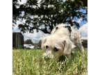 Adopt Gale a Poodle