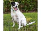 Adopt Penny a Mixed Breed