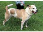Adopt Savannah a Cattle Dog, Mixed Breed