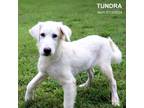 Adopt Tundra a Great Pyrenees, Mixed Breed