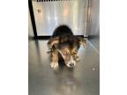 Adopt Kyra a Australian Shepherd, Mixed Breed
