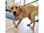 Adopt Storm a Labrador Retriever