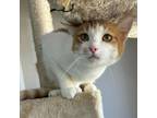 Adopt Heidi a Domestic Short Hair