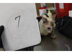 Adopt Armani a Domestic Short Hair, Siamese