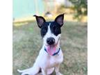 Adopt Luna a Retriever, Boxer