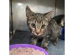 Adopt Fuchsia a Domestic Short Hair