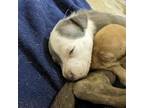 Adopt Cora a Pit Bull Terrier, Mixed Breed