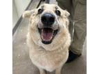 Adopt Hope a Shepherd