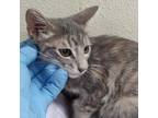 Adopt Lavender a Domestic Short Hair