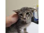 Adopt Primrose a Domestic Short Hair