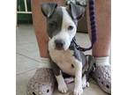 Adopt Cora a Pit Bull Terrier, Mixed Breed