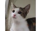 Adopt Tink a Domestic Short Hair