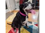 Adopt Brooke a Pointer