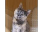 Adopt Pumpkin Metz a Domestic Short Hair