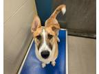 Adopt Lady Bear a Siberian Husky, Mixed Breed