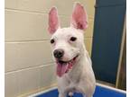 Adopt Ari a Rat Terrier, Mixed Breed