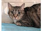 Adopt Dai Dai a Domestic Short Hair