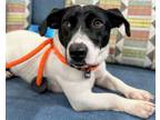 Adopt Noodle a Rat Terrier, Mixed Breed