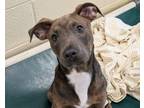 Adopt Fat Bunny aka Bronie a Pit Bull Terrier, Shepherd